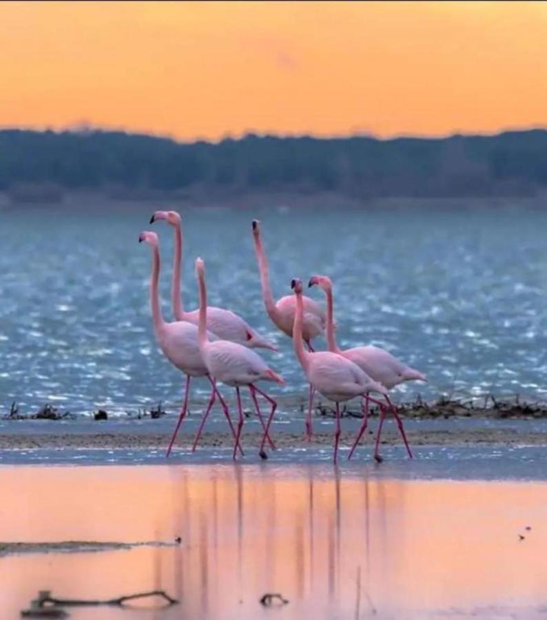 Le Soupir Des Palmiers. Ideal Couple, Piscine, Mer La Grande-Motte Buitenkant foto